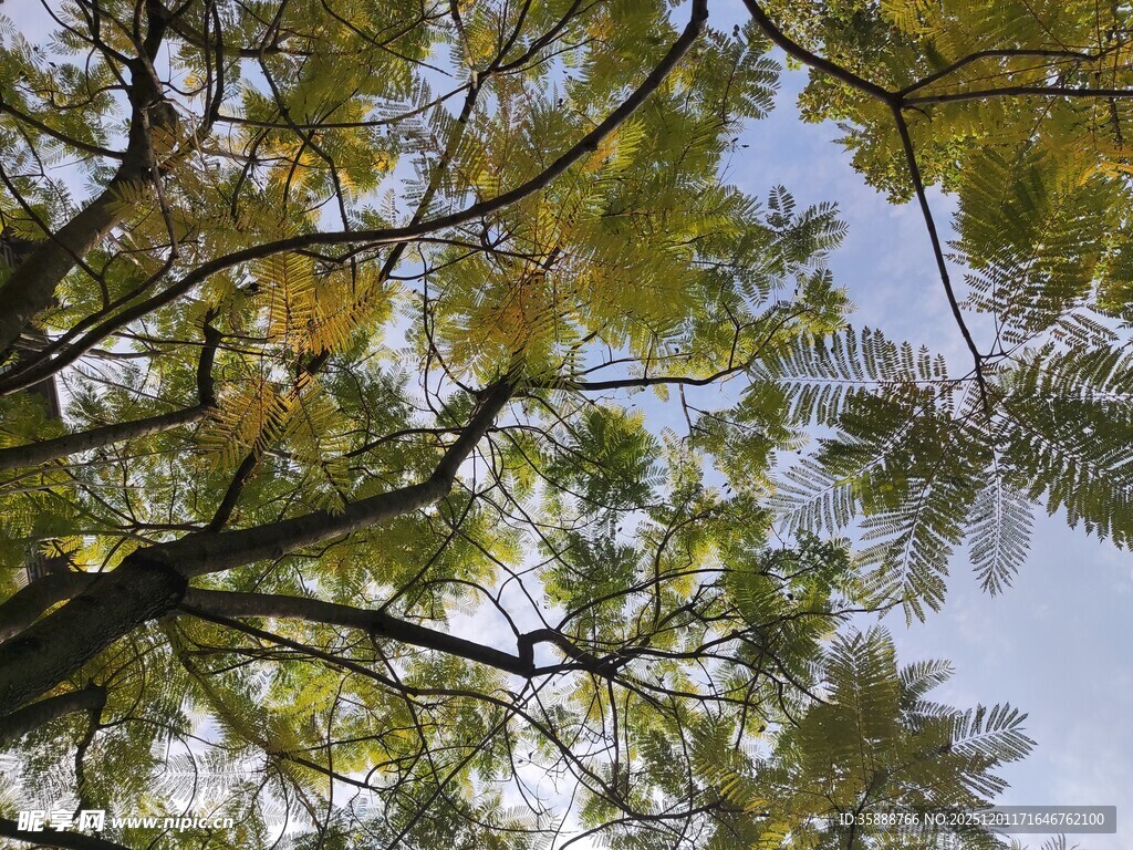 仰视秋日繁茂树枝