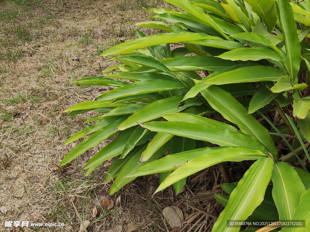 翠绿阔叶植物生机盎然