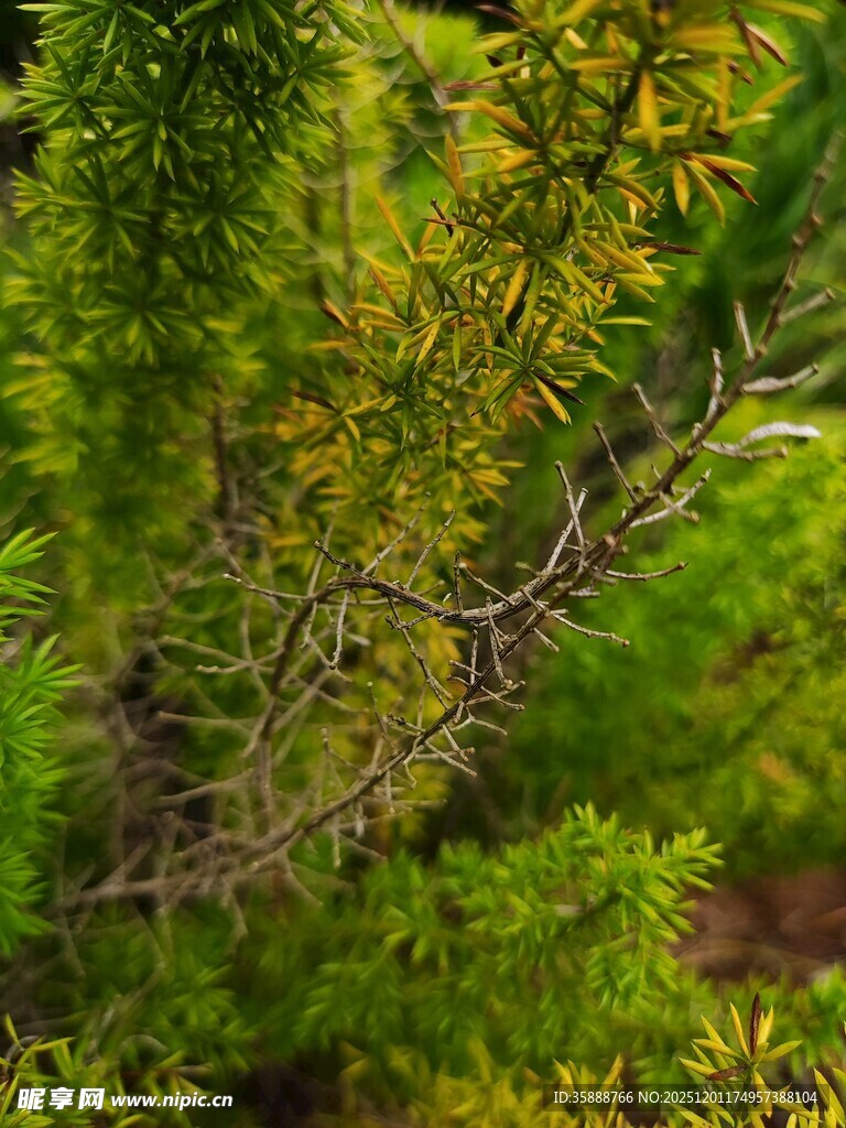翠绿繁茂的灌木丛景观