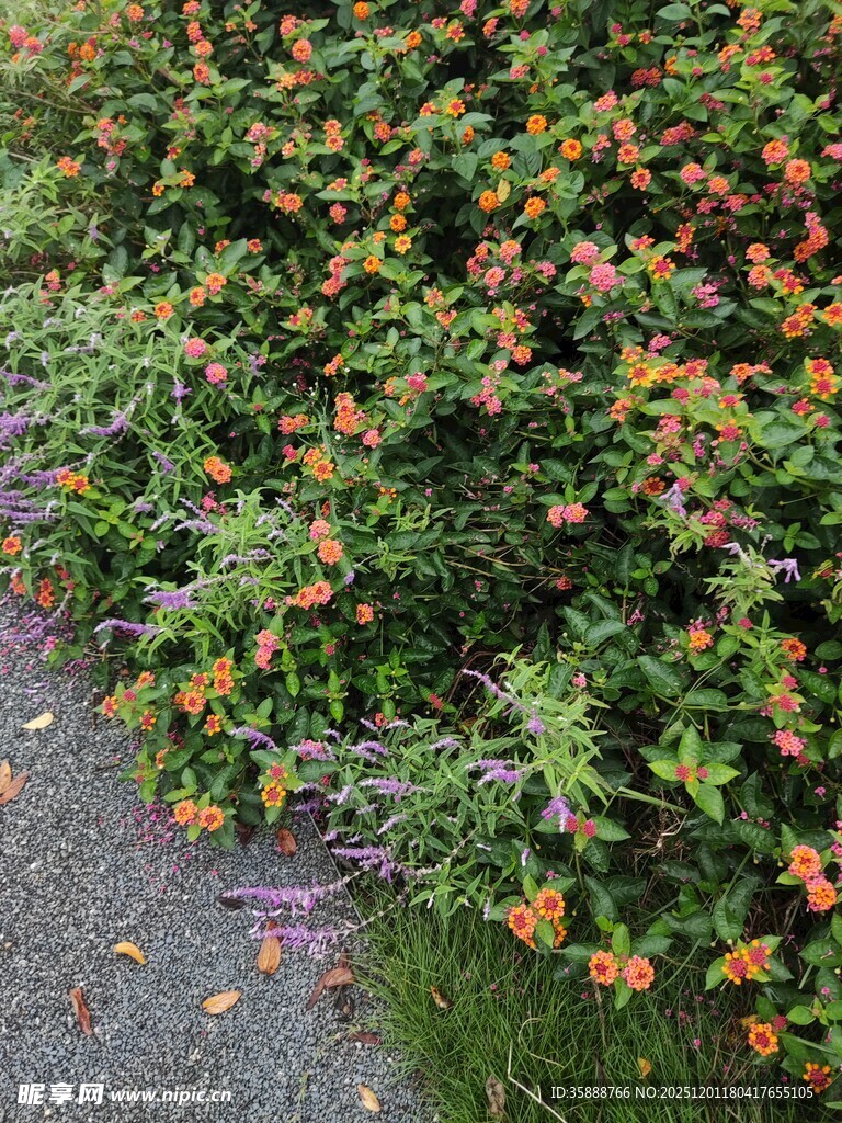 路边多彩繁茂的花卉植物