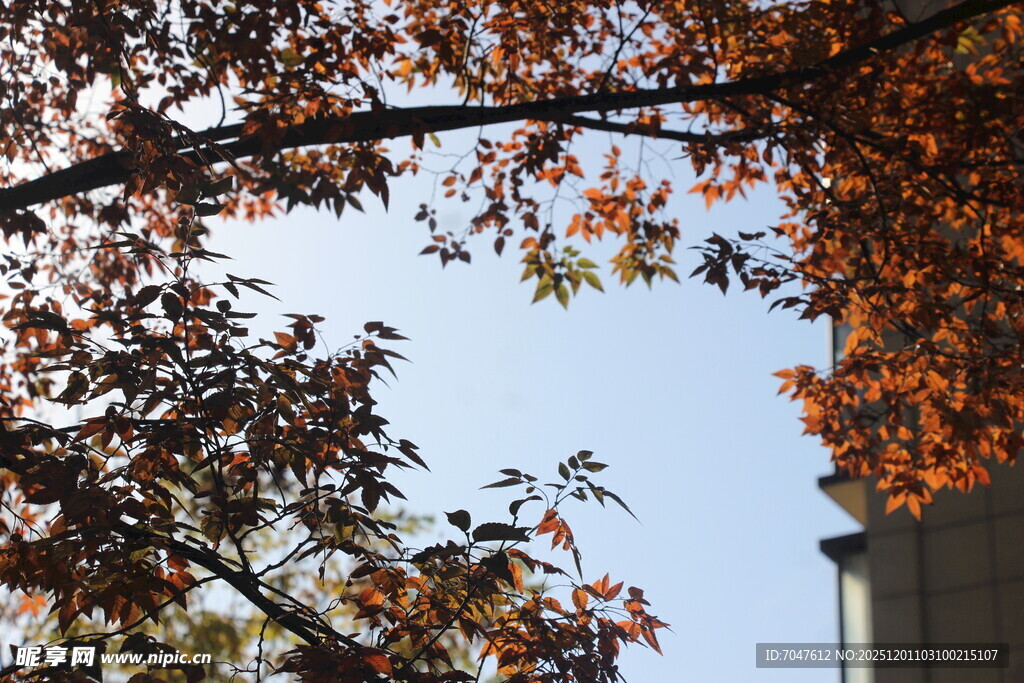 榉树秋日枝头红叶映蓝天