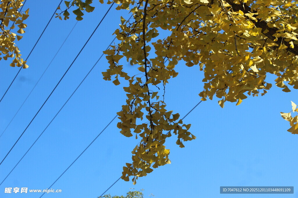 银杏蓝天映衬下的金黄树叶
