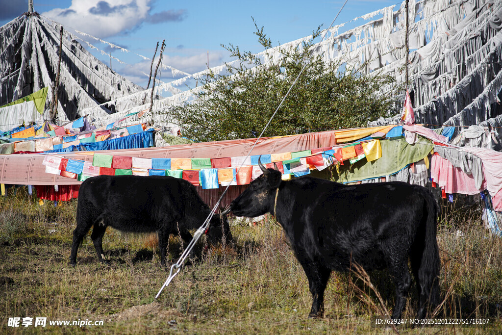 草原上的牦牛与经幡
