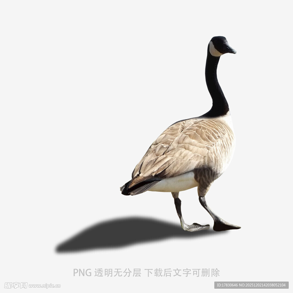 单只加拿大鹅站立于白色背景