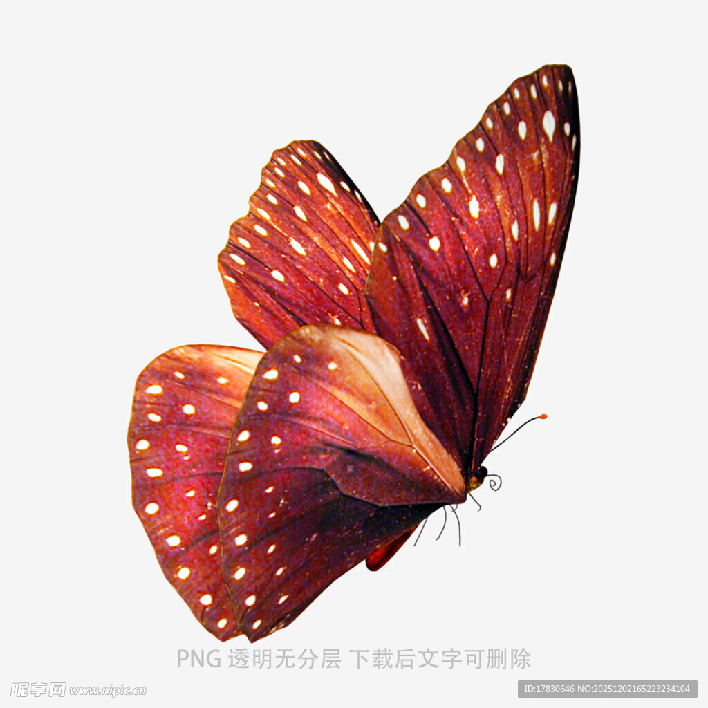 红色斑点蝴蝶水彩插画