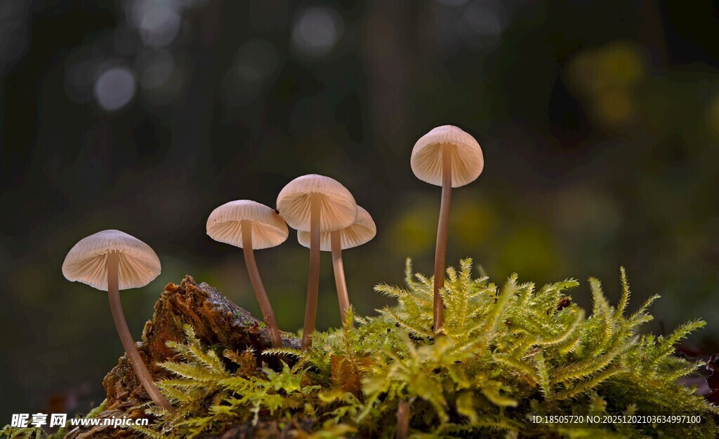 苔藓上的小巧蘑菇