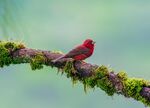 红鸟栖于覆满青苔的枝上