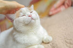 猫咪惬意享受头部抚摸