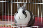 笼中灰白相间可爱小兔子