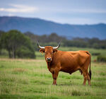 草原上的棕色公牛