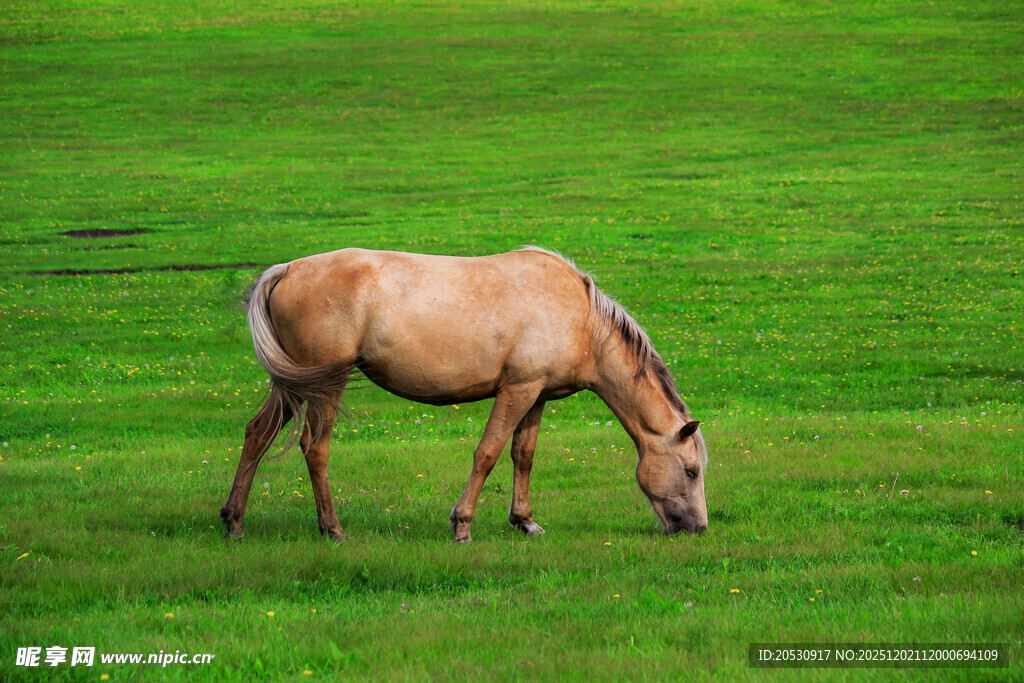 草原上低头吃草的骏马
