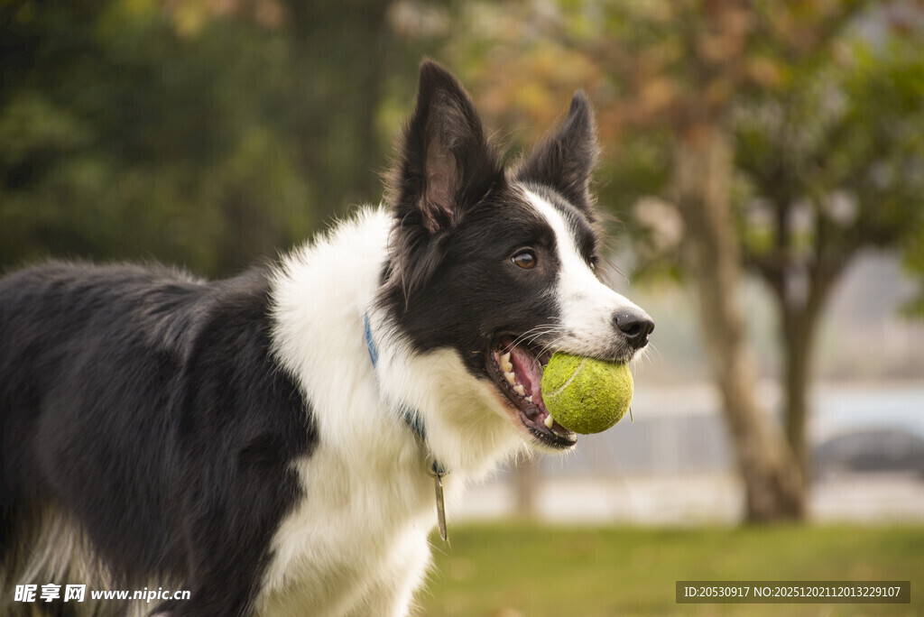 边牧衔球于户外