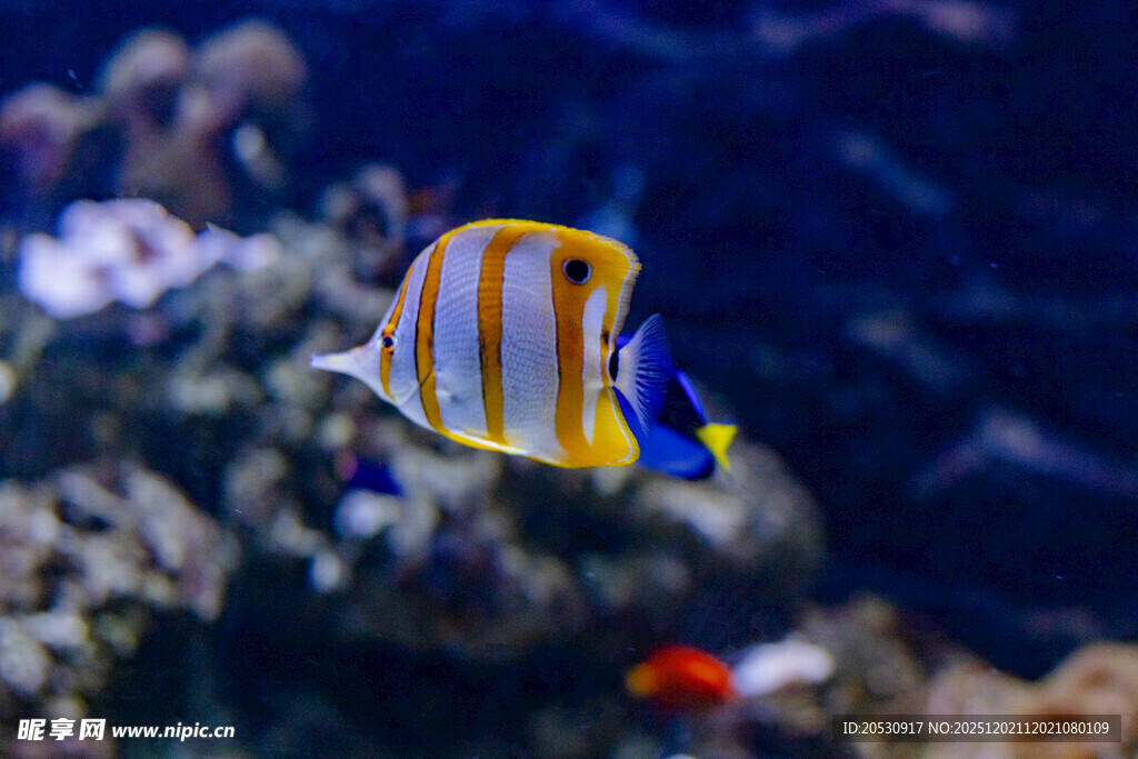 条纹海鱼悠游于珊瑚间