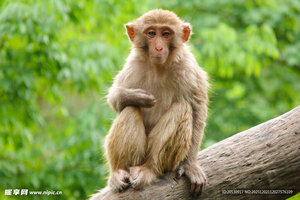 树枝上独坐的猴子