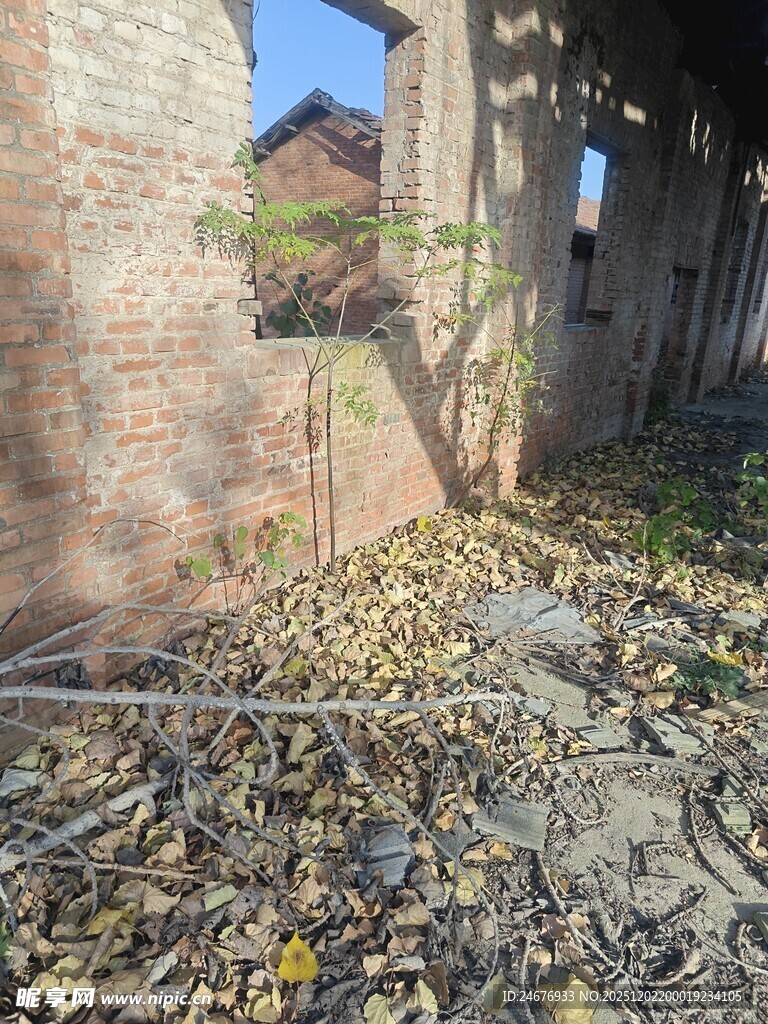 荒废庭院中的落叶与砖墙