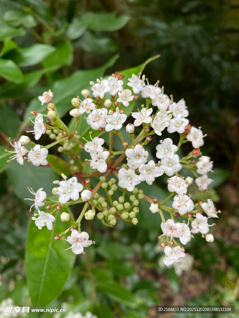 白色小花绽放绿叶间