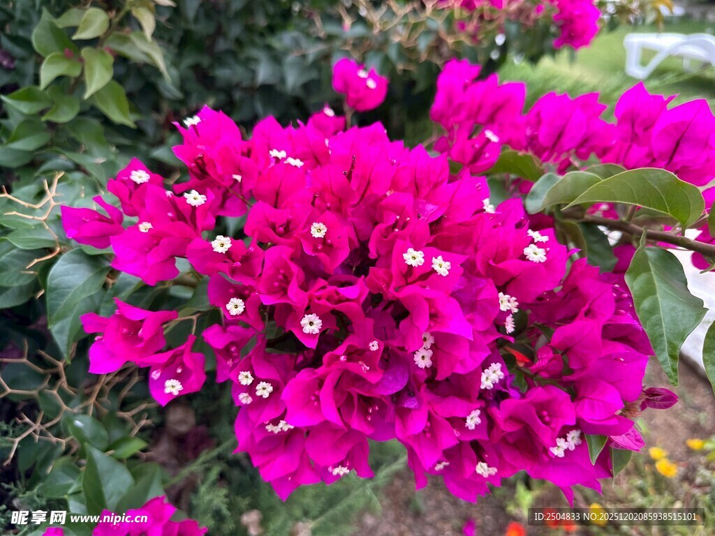 艳丽三角梅绽放