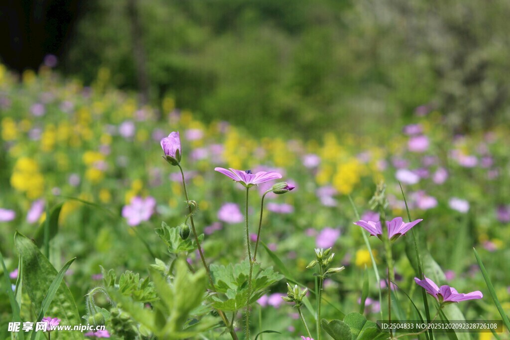 春日野花绽放的美丽景致