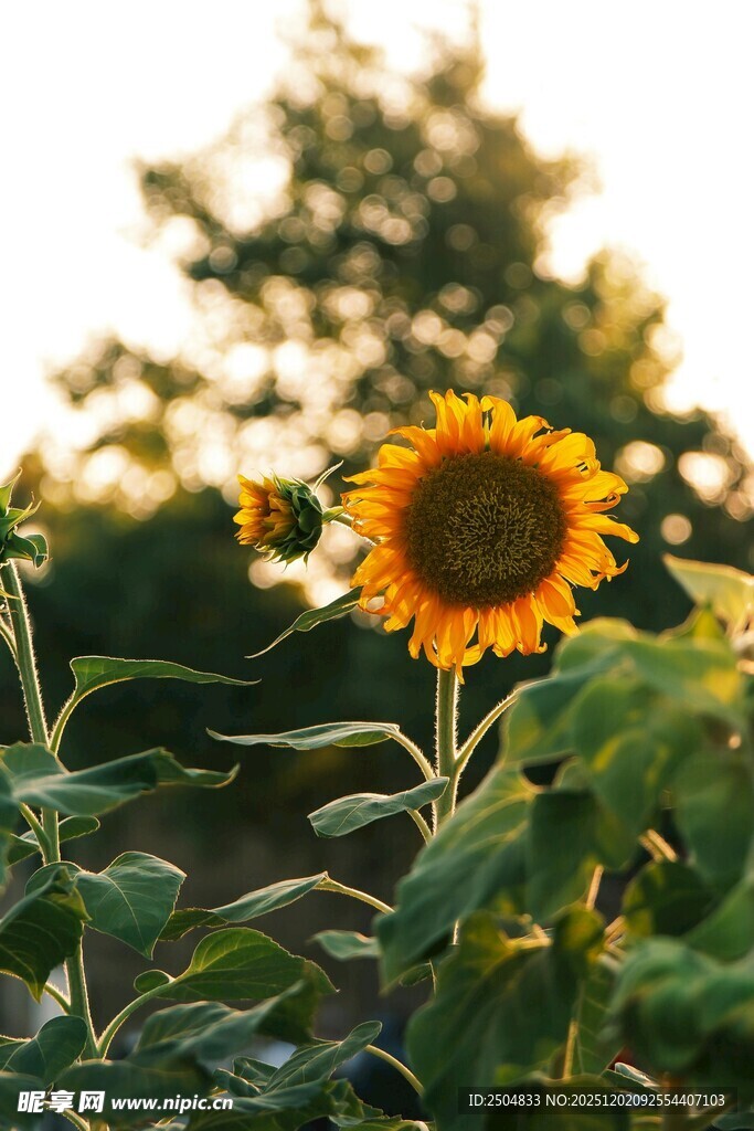 阳光下的灿烂向日葵