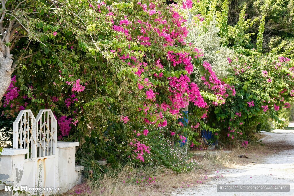 繁花簇拥的静谧小道