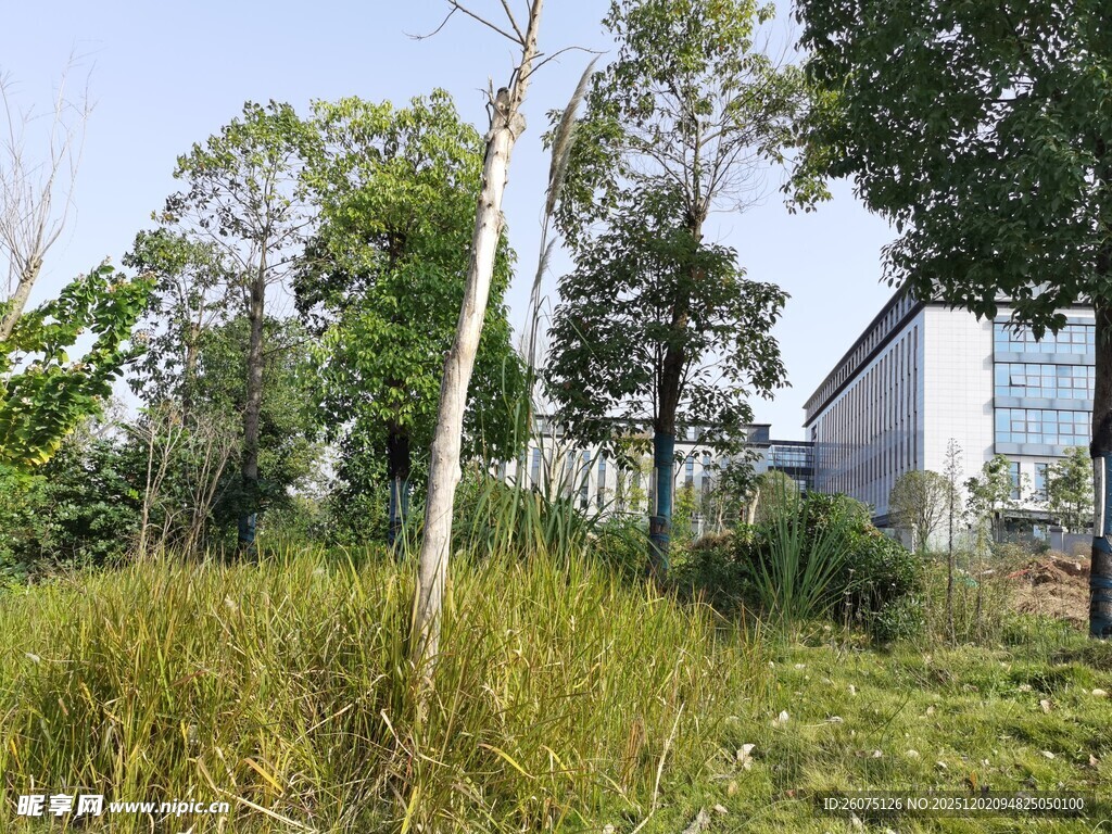 户外草地旁的树木与建筑