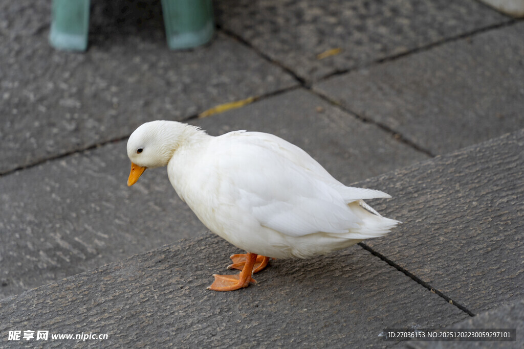 人行道上的白色鸭子