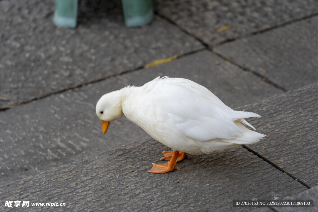 人行道上的白色鸭子