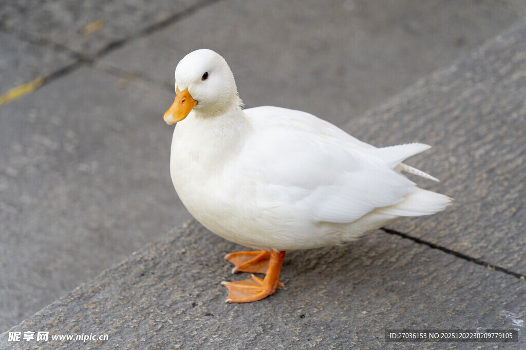 人行道上的白色鸭子