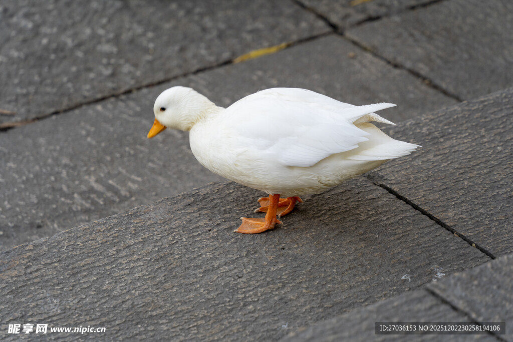 人行道上的白色鸭子