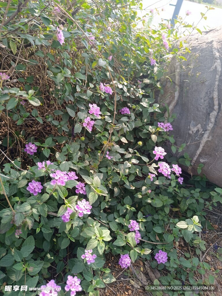 墙边绽放的紫色花卉