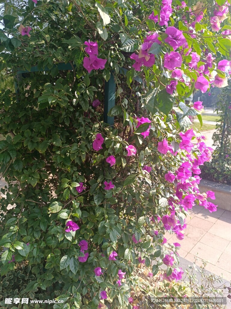 绽放的紫色三角梅景观