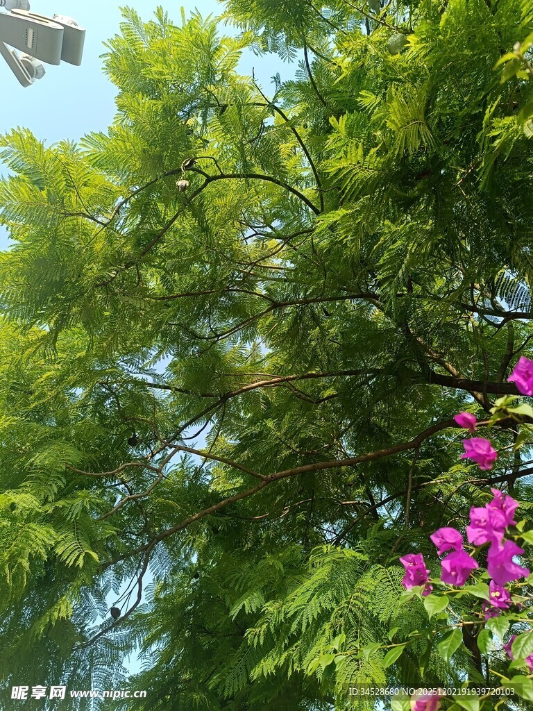 绿叶繁花间的自然景致