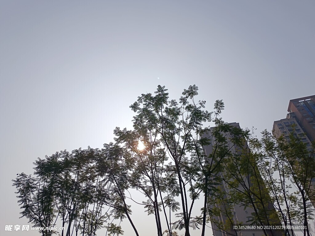 阳光下的树木与高楼