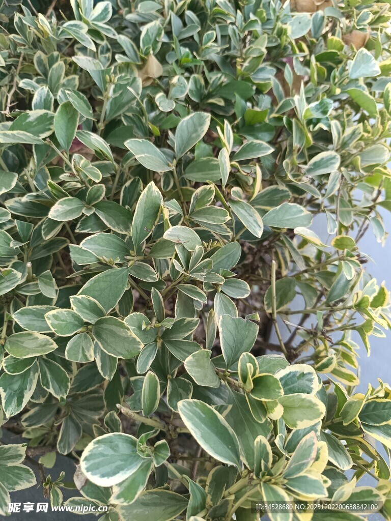 斑叶植物特写