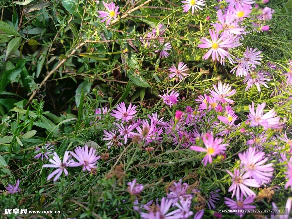 烂漫紫色花卉绽放