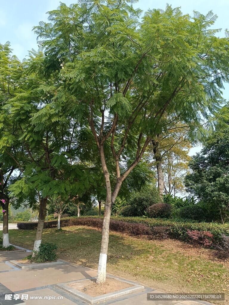 路边绿树成荫的景致