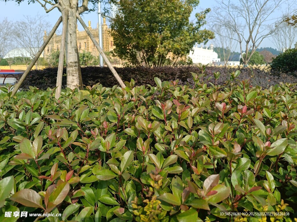 绿叶繁茂的植物景观
