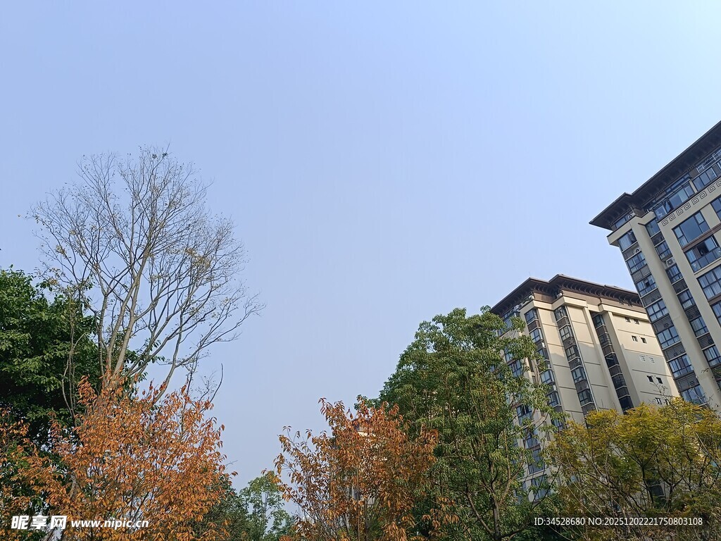 秋日小区旁的多彩树木