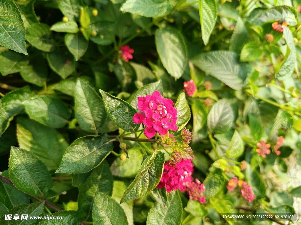 绿叶丛中绽放的艳丽花朵
