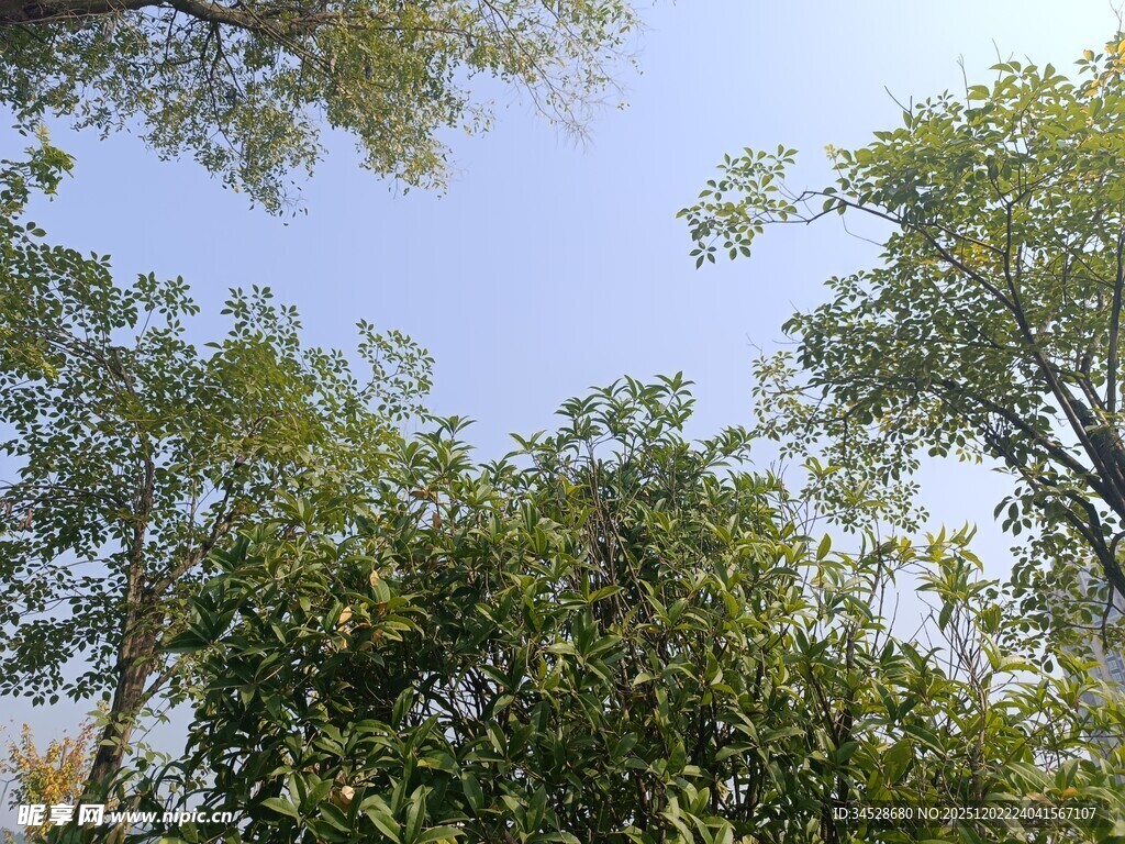 仰视茂密树冠蓝天景象