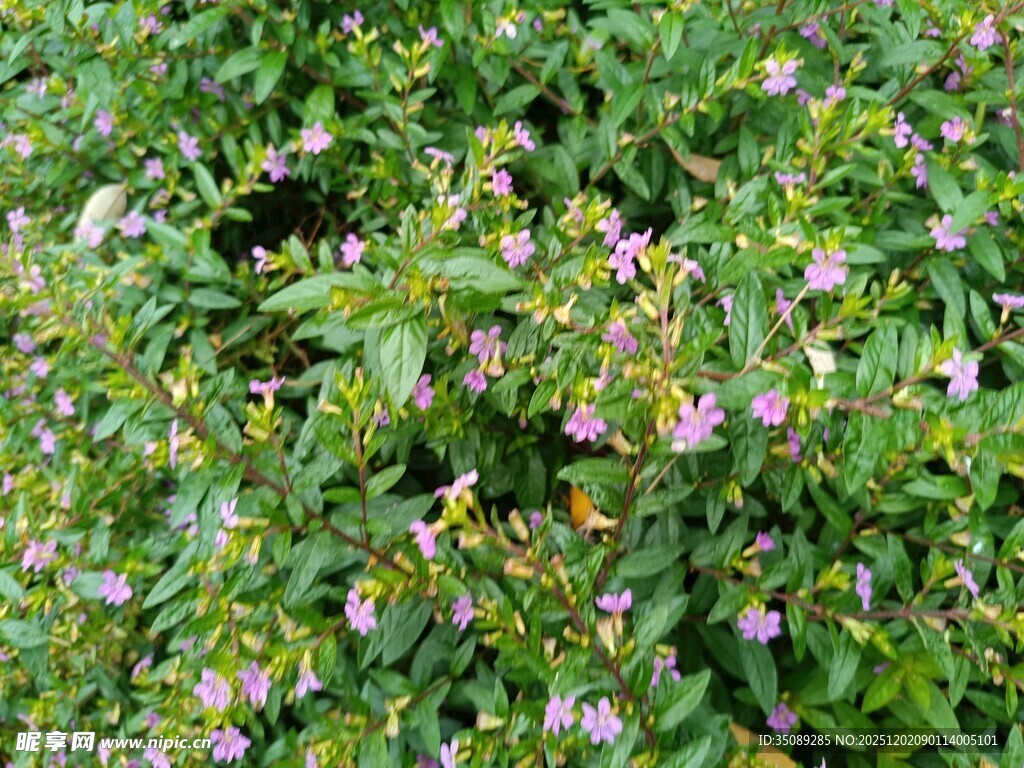繁茂花丛中的紫色小花