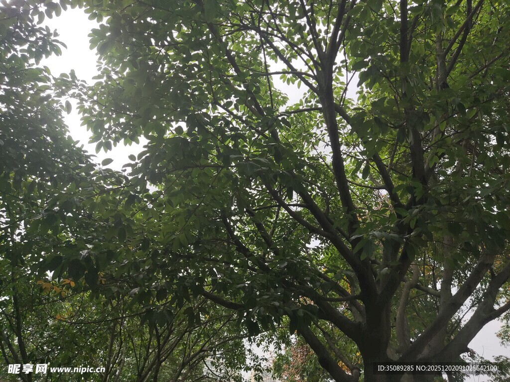 茂密树冠下的清新绿意