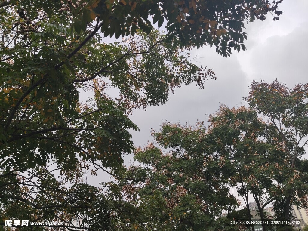 茂密树林中的天空一角