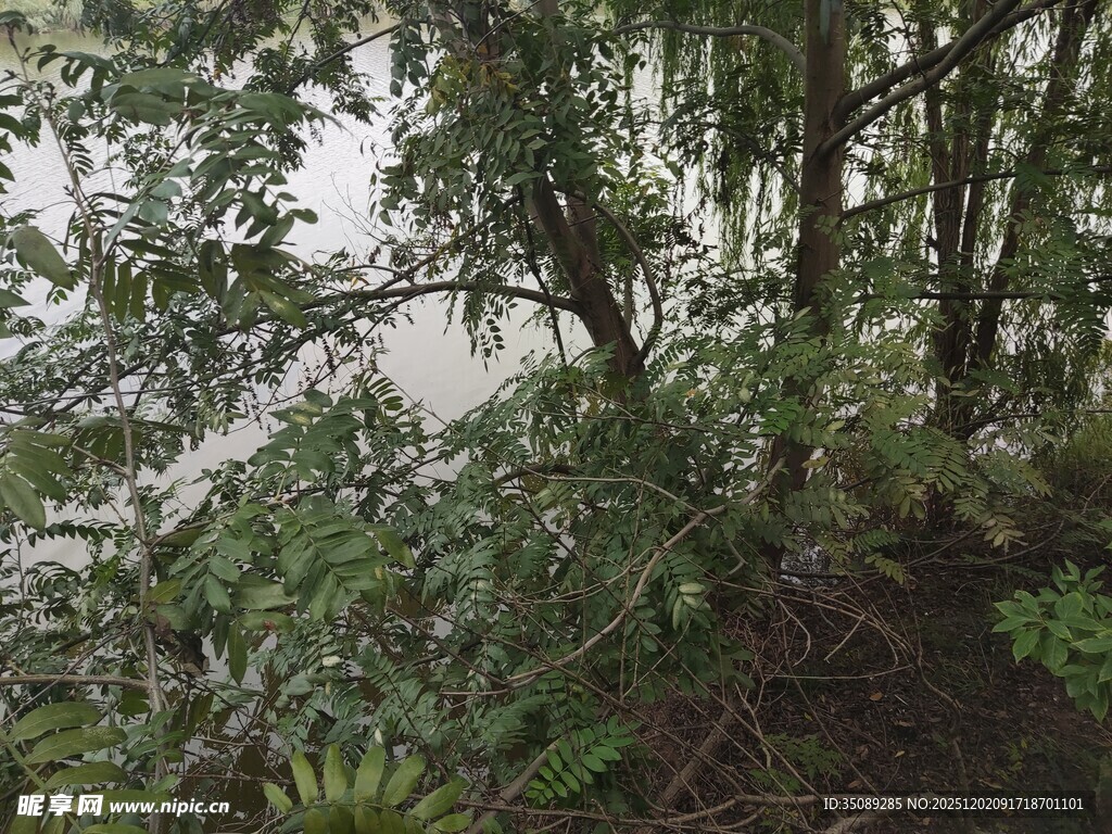 湖畔茂密树林景观