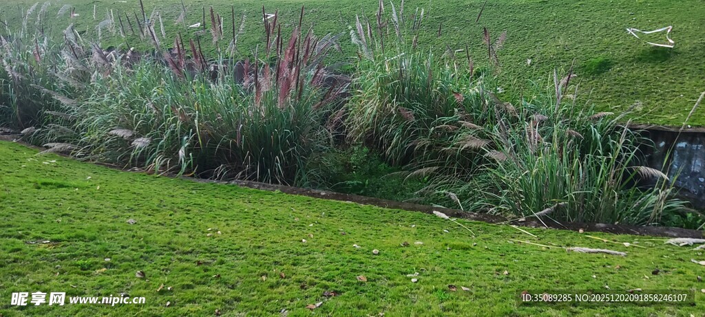 绿意盎然的草地与花丛