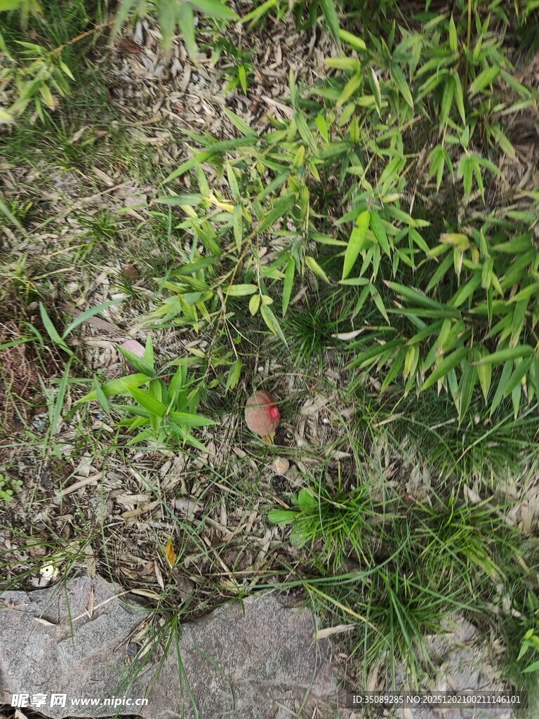 地面绿植与石块景象