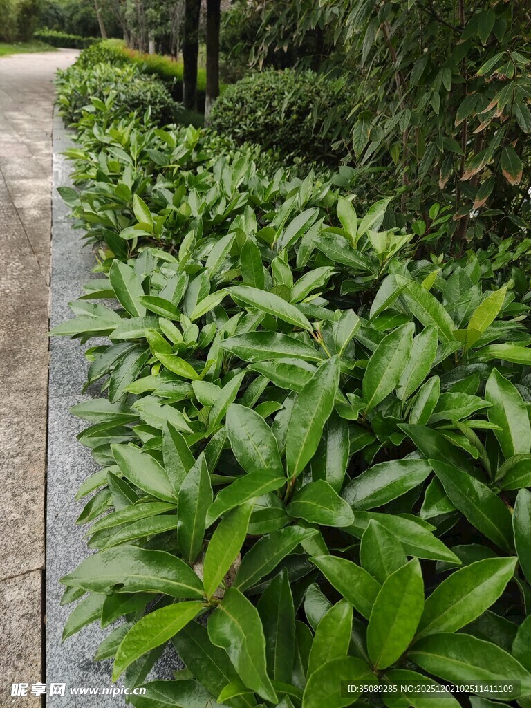 路边繁茂的绿色植物