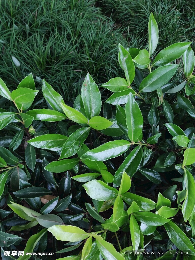 翠绿叶片植物特写