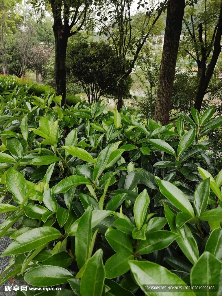 茂密绿植林间生机盎然