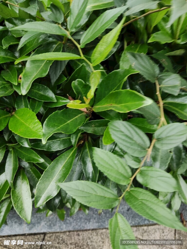 翠绿繁茂的观叶植物